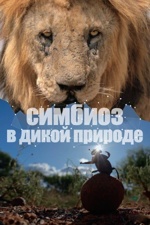 Симбиоз в дикой природе в hd качестве
