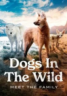 Собаки в дикой природе в hd качестве